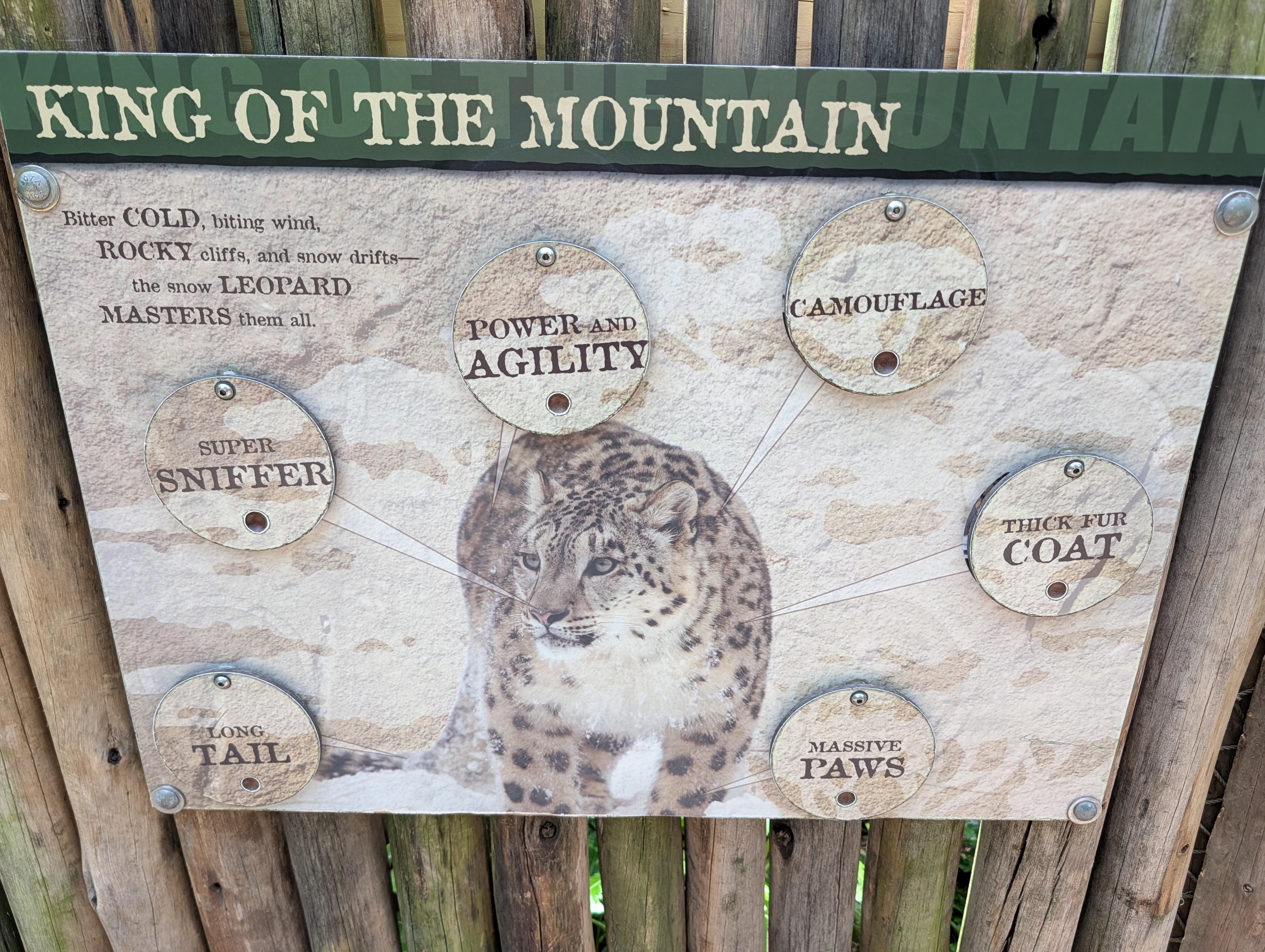 signage at the snow leopard enclosure of Cincinnati Zoo:
KING OF THE MOUNTAIN
bitter COLD, biting wind
ROCKY cliffs and snow drifts --
the snow LEOPARD
MASTERS them all

along with different aspects of snep highlighted:
long tail
super sniffer
power and agility
camouflage 
thick fur coat 
and massive paws